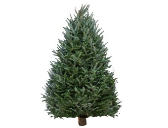 54% off Fresh-Cut Balsam Fir Christmas Trees w/ Delivery Dates