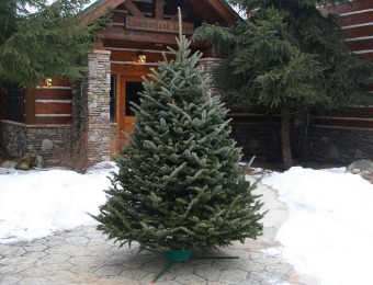 Up To 25% off Fresh Cut Christmas Trees Delivered to Your Door