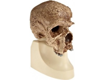 65% off 3B Scientific Steinheim Anthropological Skull Model