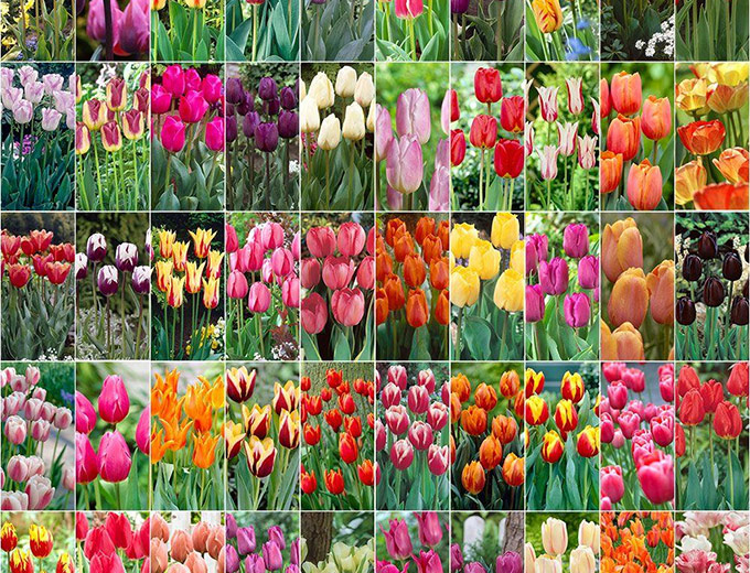 Bloomsz Tulip Blend Bulbs 50-Pack