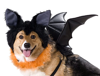 40% off Animal Planet Bat Dog Costume