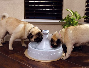 60% off Drinkwell 360 Pet Fountain