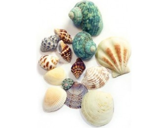 72% off Gathered Sea Shells