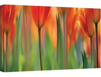 96% off ArtWall Cora Niele's Gallery Wrapped Canvas, 24 by 48"