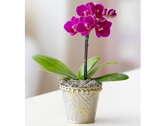 43% off Mini Purple Phalaenopsis Orchid in Tin Single