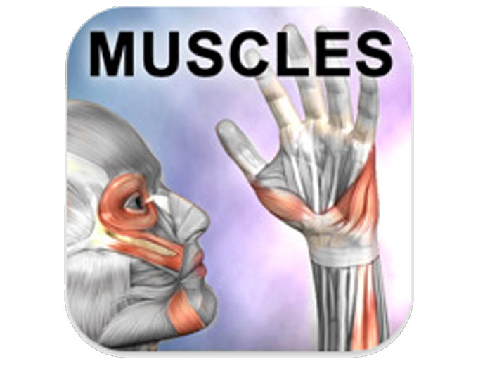 Free Learn Muscles: Anatomy Android App